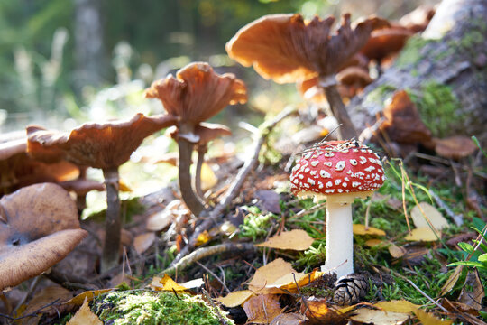 
Mushrooms in the autumn forest