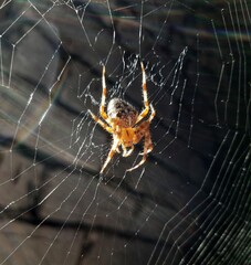 spider on the web