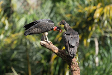 King vulture, Sarcoramphus papa, large bird found in Central and South America. Flying bird, forest in the background. Wildlife scene from tropic nature. Red head bird. Condor with open wing, Panama