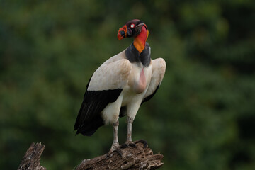 King vulture, Sarcoramphus papa, large bird found in Central and South America. Flying bird, forest in the background. Wildlife scene from tropic nature. Red head bird. Condor with open wing, Panama