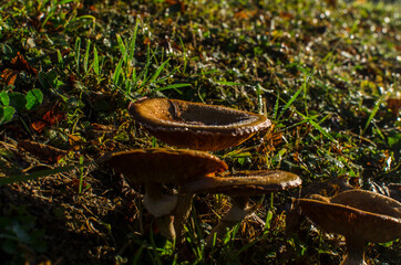 grzyby  © wedrownik52