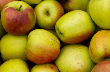 Close up of a group of green apples. Naturally soft light. cloudy day