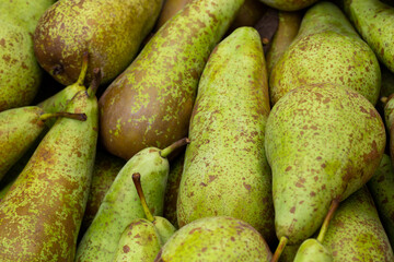 Close up of a group of green pears. Naturally soft light. cloudy day
