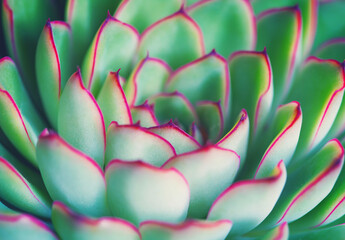 Rosetted succulent echeveria floral background