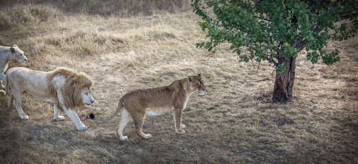 Lion and lioness in their natural habitat
