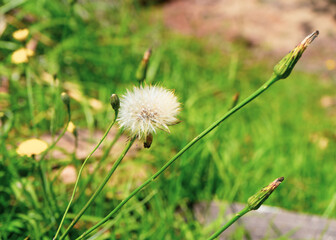 A dandelion clock and buds