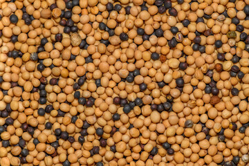 mix of mustard and rape seeds in detail