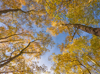 Golden autumn tree (birch) in the forest. Yellow trees foliage. Yellow leaves on blue sky background. Nature change in a season. Frog perspective