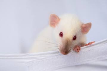 funny cute white rat looking on gray background