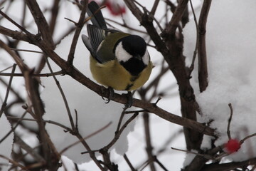 Tit on a branch of a winter Bush.