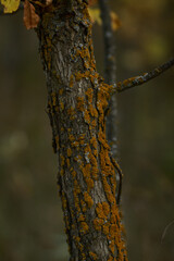 Moss on a tree