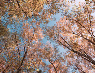 Colorful autumn tree (birch) in the forest. Golden trees foliage. Yellow leaves on blue sky background. Nature change in a season. Frog perspective