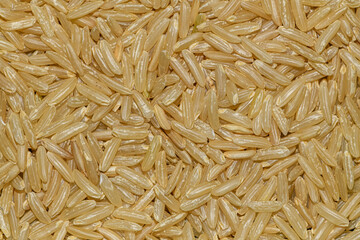 raw rice seeds in detail