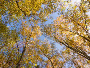 Golden autumn tree (birch) in the forest. Yellow trees foliage. Yellow leaves on blue sky background. Nature change in a season. Frog perspective