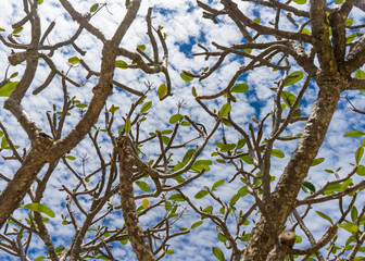 Frangipani branches against a blue sky
