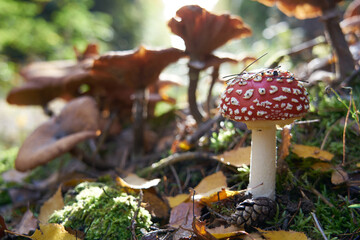 
Mushrooms in the autumn forest
