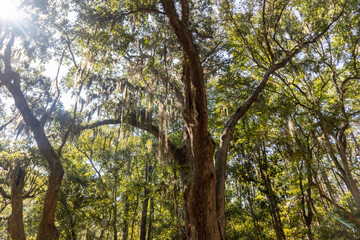 Fototapeta premium Wormsloe