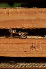 Bees in a comb producing honey, selective focus shot on bees.