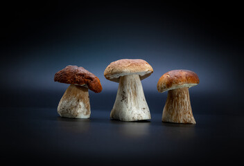 Boletus edulis  isolated on dark blue background close up healthy food photo