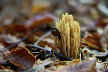 
Mushrooms in the autumn forest