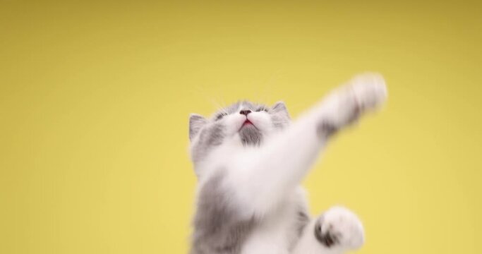 beautiful British shorthair kitty looking up and playing with a toy, sticking out tongue and cleaning paws on yellow background in studio