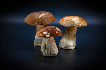 Boletus edulis  isolated on dark blue background close up healthy food photo