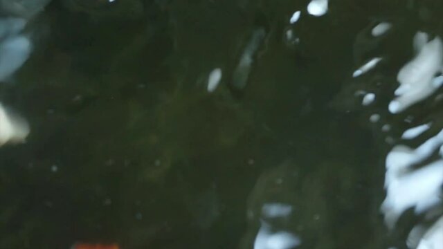 Colourful Koi Carp fish/Cyprinus carpio in pond in low lights, Footage.