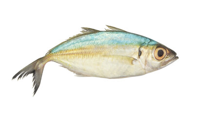Bigeye scad fish isolated on white background