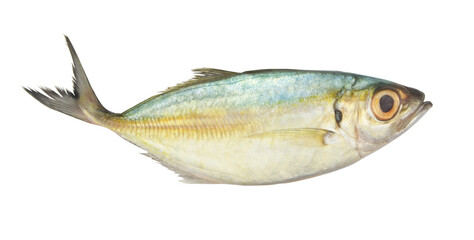 Bigeye scad fish isolated on white background, Selar crumenophthalmus
