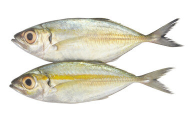 Bigeye scad fish isolated on white background, Selar crumenophthalmus