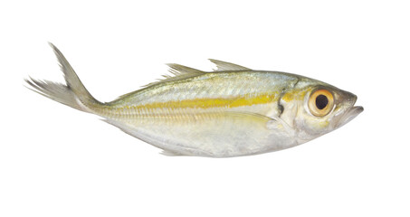 Bigeye scad fish isolated on white background, Selar crumenophthalmus