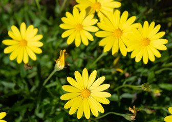 Bright yellow daisies in a garden