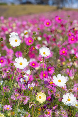 長崎県諫早市　白木峰高原に咲く秋桜