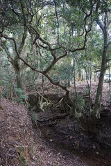 Árbol retorcido