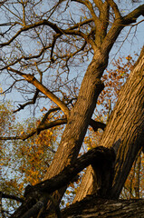 Maple trees with yellow foliage against the blue sky in the autumn Park. Leaf fall season. Bare bark and branches of trees without leaves.