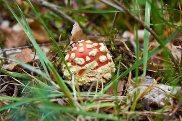 
Mushrooms in the autumn forest