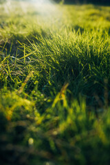 Green gras sunset III