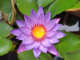 beautiful purple Lotus Flower with green leaf in in pond, focus pollen yellow.