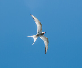 Arctic Tern (Sterna paradisaea) in Barents Sea coastal area, Russia