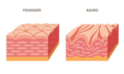 Skin cross section. Younger and aging. Smooth and wrinkled. Pale colored illustration. 