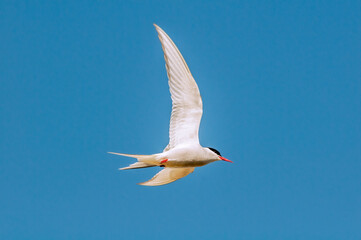Arctic Tern (Sterna paradisaea) in Barents Sea coastal area, Russia