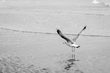 Décollage d'une Mouette