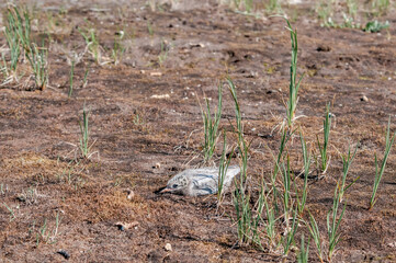 Arctic Tern (Sterna paradisaea) chick at colony in Barents Sea coastal area, Russia