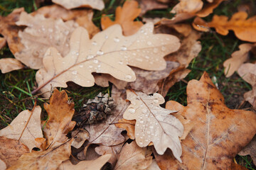 Fallen wet oak leaves on ground in forest. Autumn concept, cold weather, sad lonely time