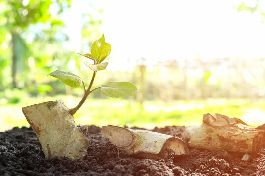 Green leaves shoot sprouting and growing on a dry wood log stump on soil at sunrise. New life, rebirth, sign of hope, spring season, regeneration, regrow and nature self healing concept. 