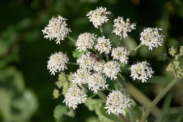 Wild flower with a insect