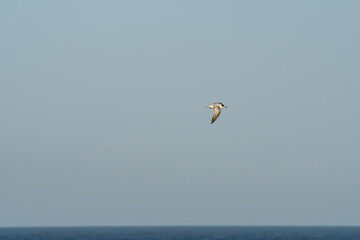 Wintering Common Tern (Sterna hirundo) in South Atlantic Ocean, Southern Ocean, Antarctica