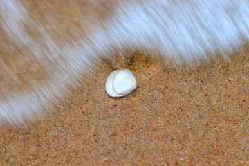 Fototapeta na wymiar Une vague s'apprête à emporter un coquillage sur la plage