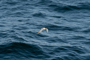 Wintering Common Tern (Sterna hirundo) in South Atlantic Ocean, Southern Ocean, Antarctica