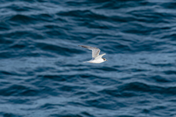 Wintering Common Tern (Sterna hirundo) in South Atlantic Ocean, Southern Ocean, Antarctica
